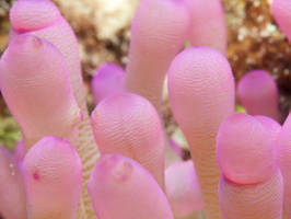 077 Giant Anemone with Macro IMG_7201