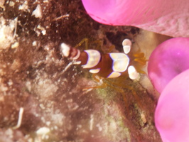 079 Squat Anemone Shrimp with Macro IMG_7206