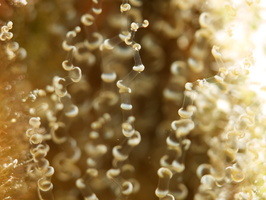 084 Corkscrew Anemone with Macro IMG_7216