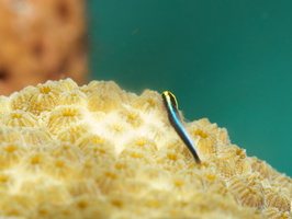 086 Sharknose Goby with Macro IMG_7224