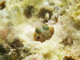 087 Secretary Blenny with Macro IMG_7228