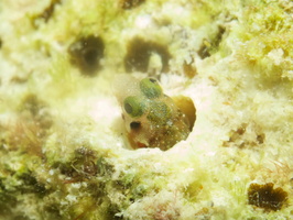 089 Secretary Blenny with Macro IMG_7231