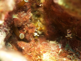 090 Squat Anemone Shrimp with Macro IMG_7233