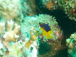 091 Juvenile Spanish Hogfish IMG_7235