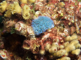 001 Lettuce Leaf Sea Slug IMG_7241