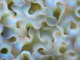 004 Lettuce Leaf Sea Slug IMG_7244