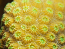007 Star Coral with Macro IMG_7250