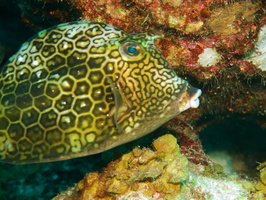 010 Honeycomb Cowfish IMG_7257