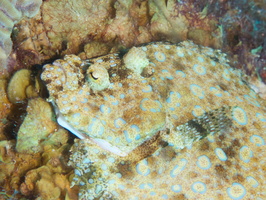 011 Peacock Flounder IMG_7259