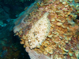 012 Peacock Flounder IMG_7260