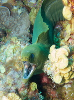 013 Green Moray IMG_7262