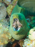 014 Green Moray IMG_7263