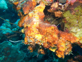 015 Sponge IMG_7264