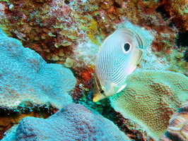 016 Four-Eye Butterflyfish IMG_7266