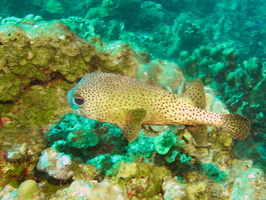 018 Porcupinefish IMG_7268