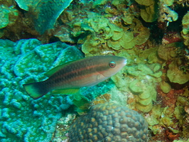 019 Princess Parrotfish Initial Phase IMG_7269
