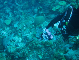 021 Peachy shoots a Porcupinefish IMG_72711