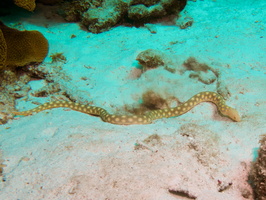 023 Snake Eel IMG_7277