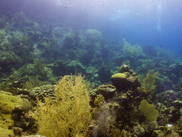 026 Reef IMG_7282