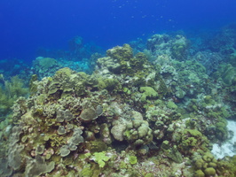 034 Reef IMG_7293