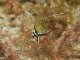 037 Juvenile Spotted Drumfish IMG_7301