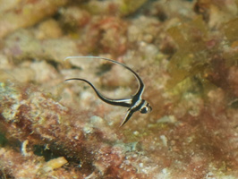 038 Juvenile Spotted Drumfish IMG_7302