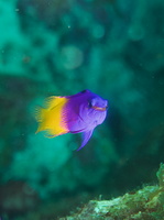 039 Fairy Baslett IMG_7303