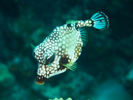 041 Honeycomb Truckfish IMG_7313