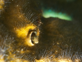 042 Blenny with Macro IMG_7322