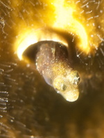 043 Blenny with Macro IMG_7325