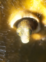 044 Blenny with Macro IMG_7326