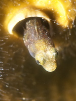 045 Blenny with Macro IMG_7327