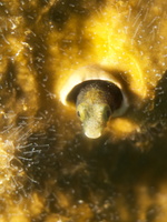 046 Blenny with Macro IMG_7331