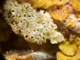 047 Lettuce Leaf Sea Slug IMG_7333