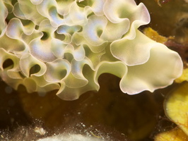 048 Lettuce Leaf Sea Slug with Macro IMG_7334