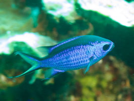 050 Blue Chromis IMG_7341