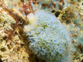052 Lettuce Leaf Sea Slug IMG_7352