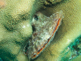 053 Pen Shell Clam IMG_7361