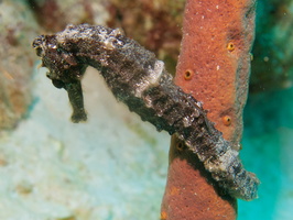 057 Longsnout Seahorse IMG_7372