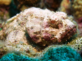 058 Scorpionfish IMG_7373