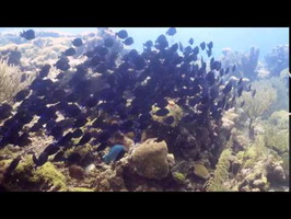 Blue Tangs in Bonaire 2017