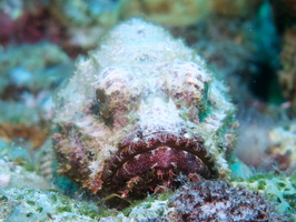 059 Scorpionfish IMG_7376