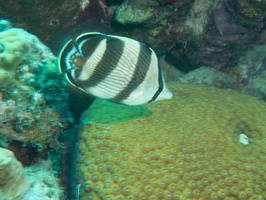 061 Banded Butterflyfish IMG_7380