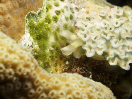 062 Lettuce Leaf Sea Slug with Macro IMG_7384