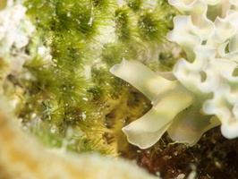 063 Lettuce Leaf Sea Slug with Macro IMG_7387