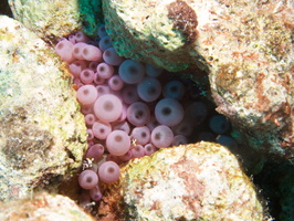 064 Giant Anemone with Squat Anemone Shrimp IMG_7391