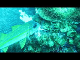 Goatfish eating on coral head