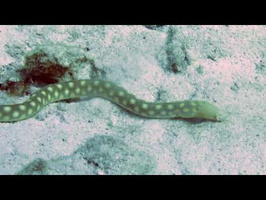 Hunting Snake Eel