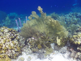 075 Reef IMG_7407