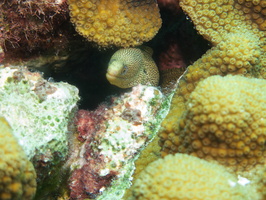 080 Goldentail Moray IMG_7417